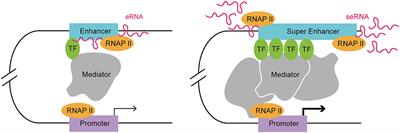 From Super-Enhancer Non-coding RNA to Immune Checkpoint: Frameworks to Functions